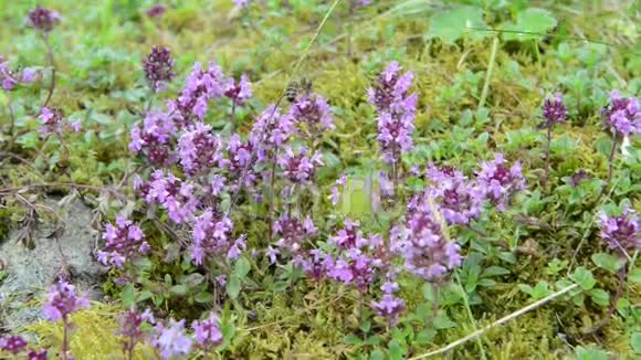 欧洲阿尔卑斯山野生百里香上的蜜蜂紫色的花冠视频的预览图