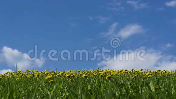 绿草中的黄色蒲公英在阳光明媚的天空中4K的时间流逝视频的预览图