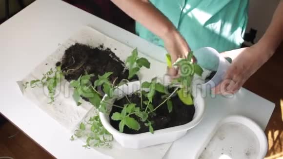 女孩把薄荷从一个花盆移植到另一个花盆用塑料刮刀与土壤一起工作视频的预览图