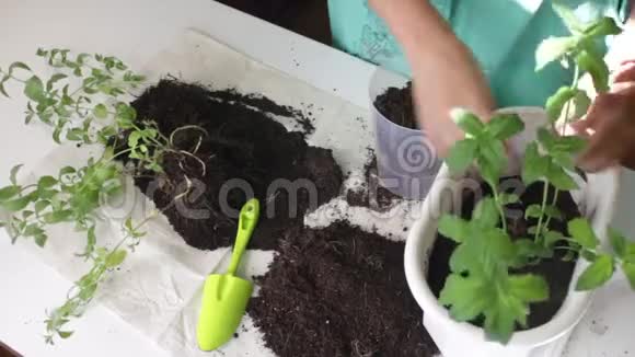 女孩把薄荷从一个花盆移植到另一个花盆用塑料刮刀与土壤一起工作视频的预览图