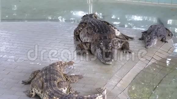 鳄鱼躺在动物园的水池里泰国视频的预览图