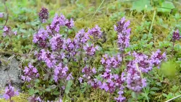 欧洲阿尔卑斯山野生百里香上的蜜蜂紫色的花冠视频的预览图