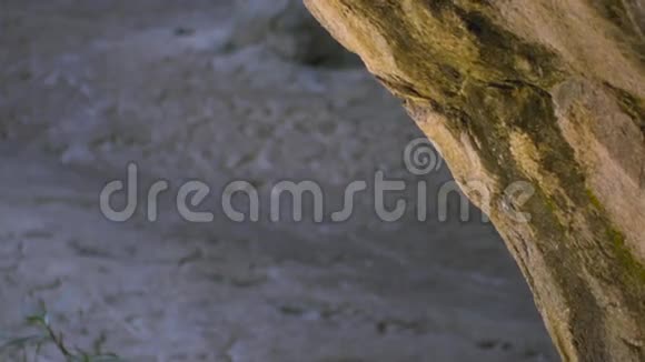 年轻的雄狮从岩石后面出来凝视着镜头视频的预览图