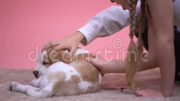 小孩子玩可爱的小猎犬小狗动物收容所宠物收养视频的预览图