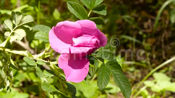 玫瑰花在阳光下绽放满是粉红色的油玫瑰花在花园里茶玫瑰4K视频的预览图