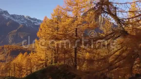 路边的POV走在秋天的树林小径上靠近树木有太阳和雪骑阳光明媚的秋日在五彩缤纷的红林中徒步旅行视频的预览图