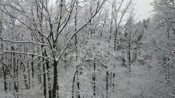 白雪覆盖的树枝的鸟瞰图视频的预览图