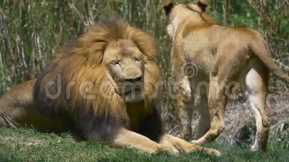 狮身人面像旁的青草中放松狮身视频的预览图