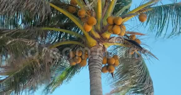 一看拂晓的棕榈树视频的预览图