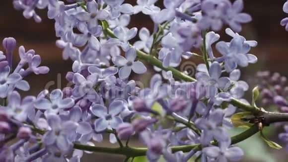 美丽的丁香花枝视频的预览图