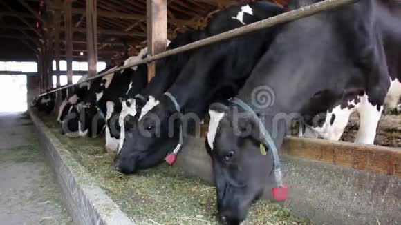 奶牛在谷仓里喂食视频的预览图