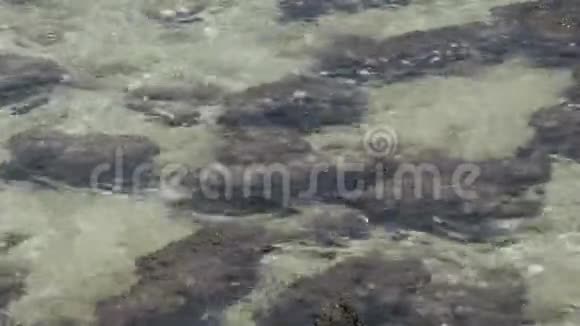 靠近鲨鱼湾国家公园的水中现代叠层石视频的预览图