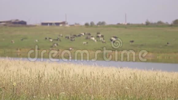 池塘边放牧牛群的全景视频的预览图
