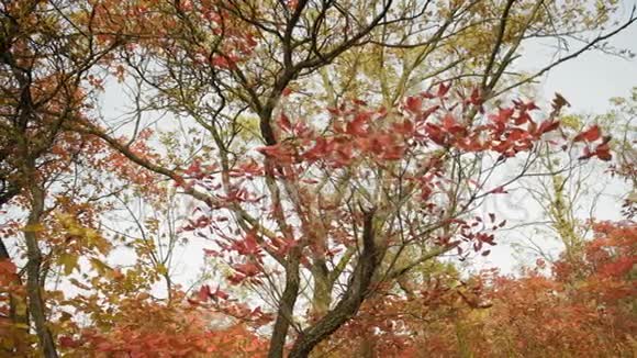 秋天森林树木上美丽的红柳视频的预览图