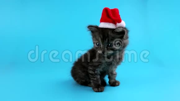 可爱的小猫戴着圣诞老人的红色帽子环顾四周喵喵叫视频的预览图