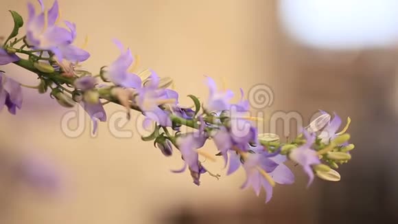 紫罗兰花从科托的墙上长出花草树木视频的预览图