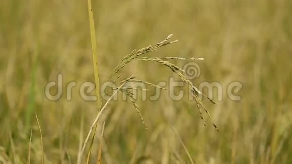 稻田被风吹视频的预览图