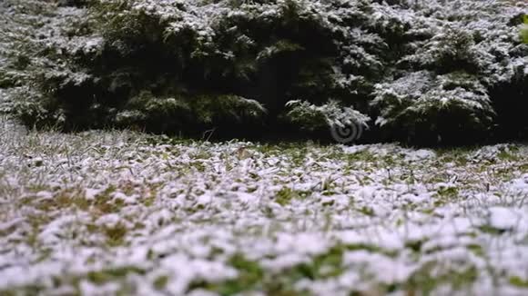青枝云杉冷杉下雪常绿树初雪秋春初冬动作缓慢视频的预览图