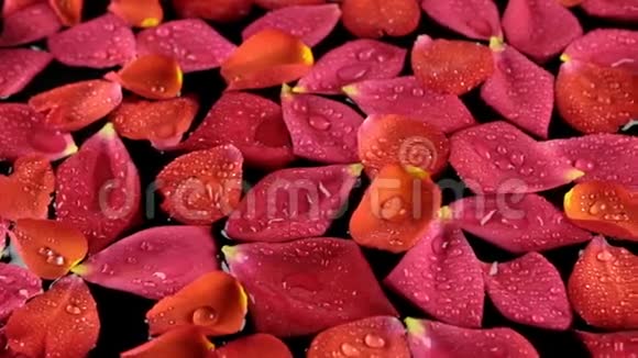 美丽的放松全景玫瑰花瓣与露珠水疗的概念视频的预览图