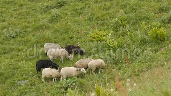 在山上夏天吃白羊和黑羊视频的预览图