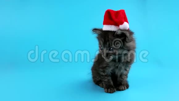 戴着圣诞老人红帽子的圣诞猫四处张望喵喵叫视频的预览图