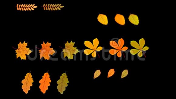 背景动画秋天不同的树叶在风中摇摆阿尔法透明的隔离通道视频的预览图