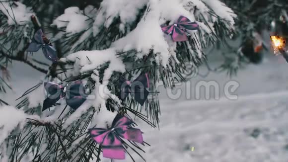 用紫丁香丝带装饰的雪林树和雌鸟手中的孟加拉火视频的预览图
