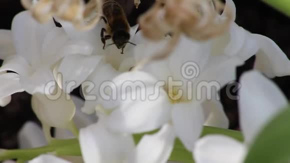 蜜蜂从白花中采集花粉视频的预览图
