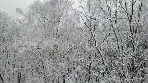 白雪覆盖的树枝的鸟瞰图视频的预览图