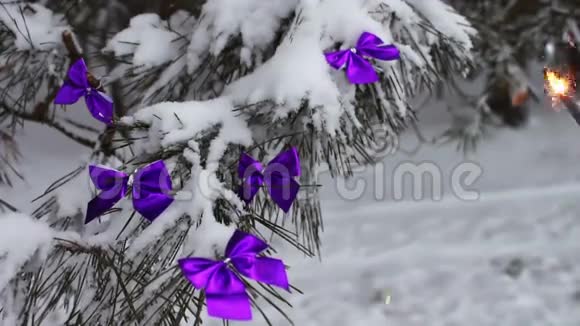 用紫丁香丝带装饰的雪林树和雌鸟手中的孟加拉火视频的预览图