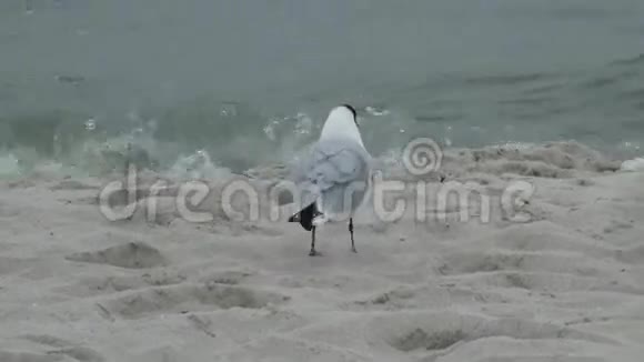 灰鸥在海滩散步视频的预览图