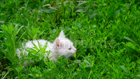 白猫在草地上冻得发抖视频的预览图