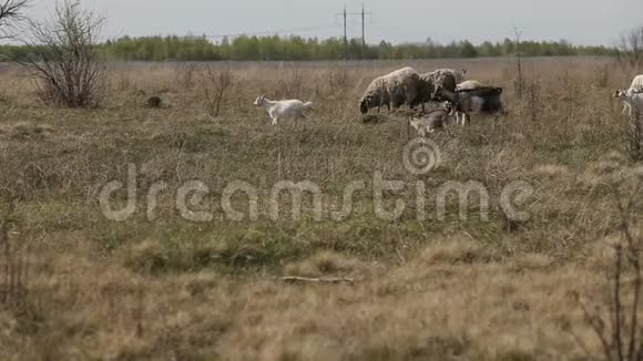 家养山羊和绵羊在田间放牧的牧草视频的预览图