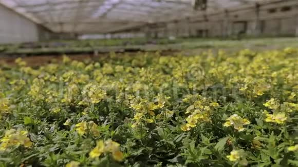 有黄花的绿色植物在工业规模种植花卉视频的预览图
