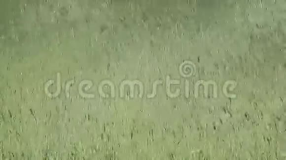 成熟的绿色小麦在风中摇曳视频的预览图