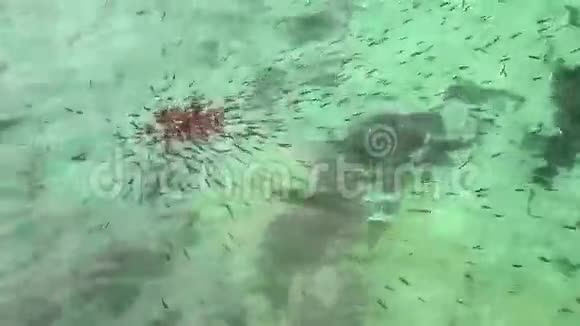 水中的幼鱼视频的预览图
