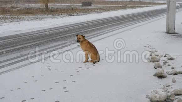 狗坐在雪地里的路边视频的预览图