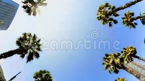 加州热带棕榈树驾驶视频的预览图