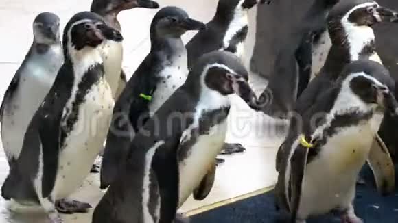 企鹅在凯奇和游客的手在高克霍开放动物园泰国视频的预览图
