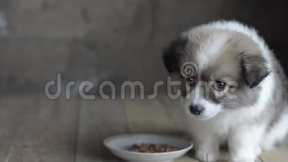 可怜的无家可归的小狗在盘子旁边睡着了视频的预览图