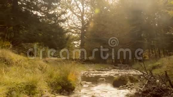 秋天森林里的小溪视频的预览图