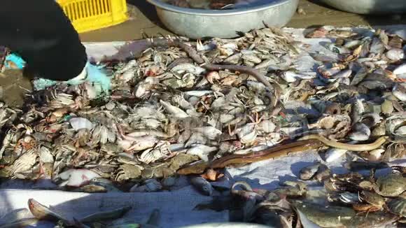 越南渔民钓海鲜视频的预览图