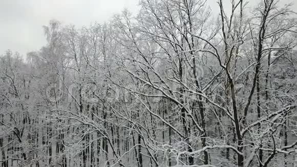 白雪覆盖的树枝的鸟瞰图视频的预览图