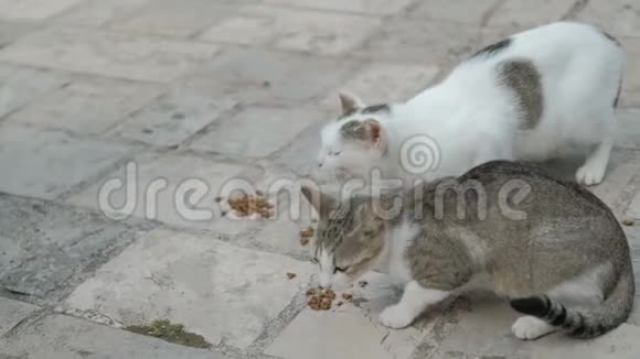 两只猫坐在地上在公园户外吃猫粮视频的预览图