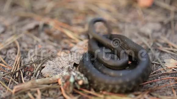 森林早春森林中的草蛇纳翠丝纳翠丝加法器蛇的移动视频的预览图
