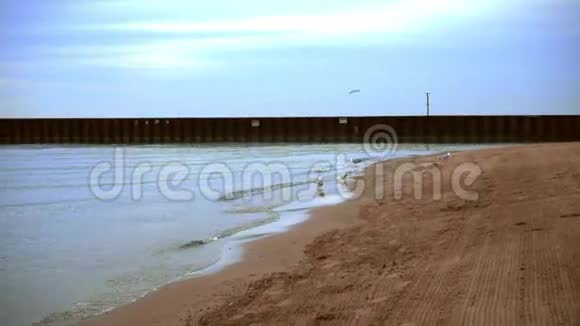 海鸥在海滩上散步海鸥沙有码头的海边视频的预览图