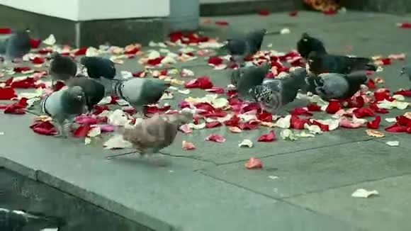 台阶上的鸽子布满了红色的玫瑰花瓣视频的预览图