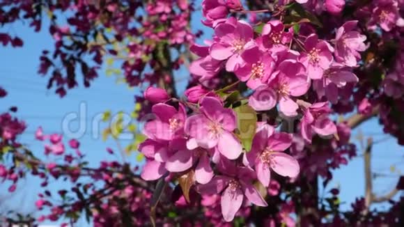 带有粉红色花朵的装饰樱桃枝视频的预览图