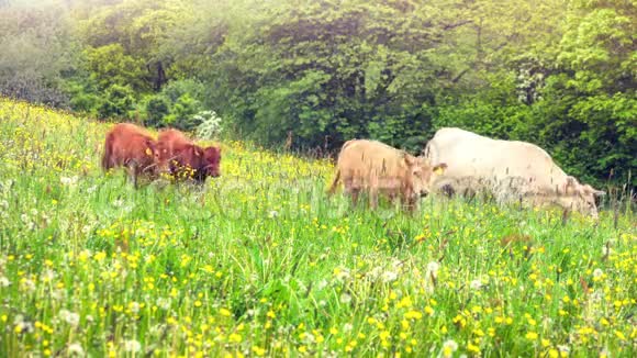 阳光明媚的夏日绿野草地上放着放牧牛视频的预览图