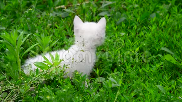 白猫在草地上冻得发抖视频的预览图